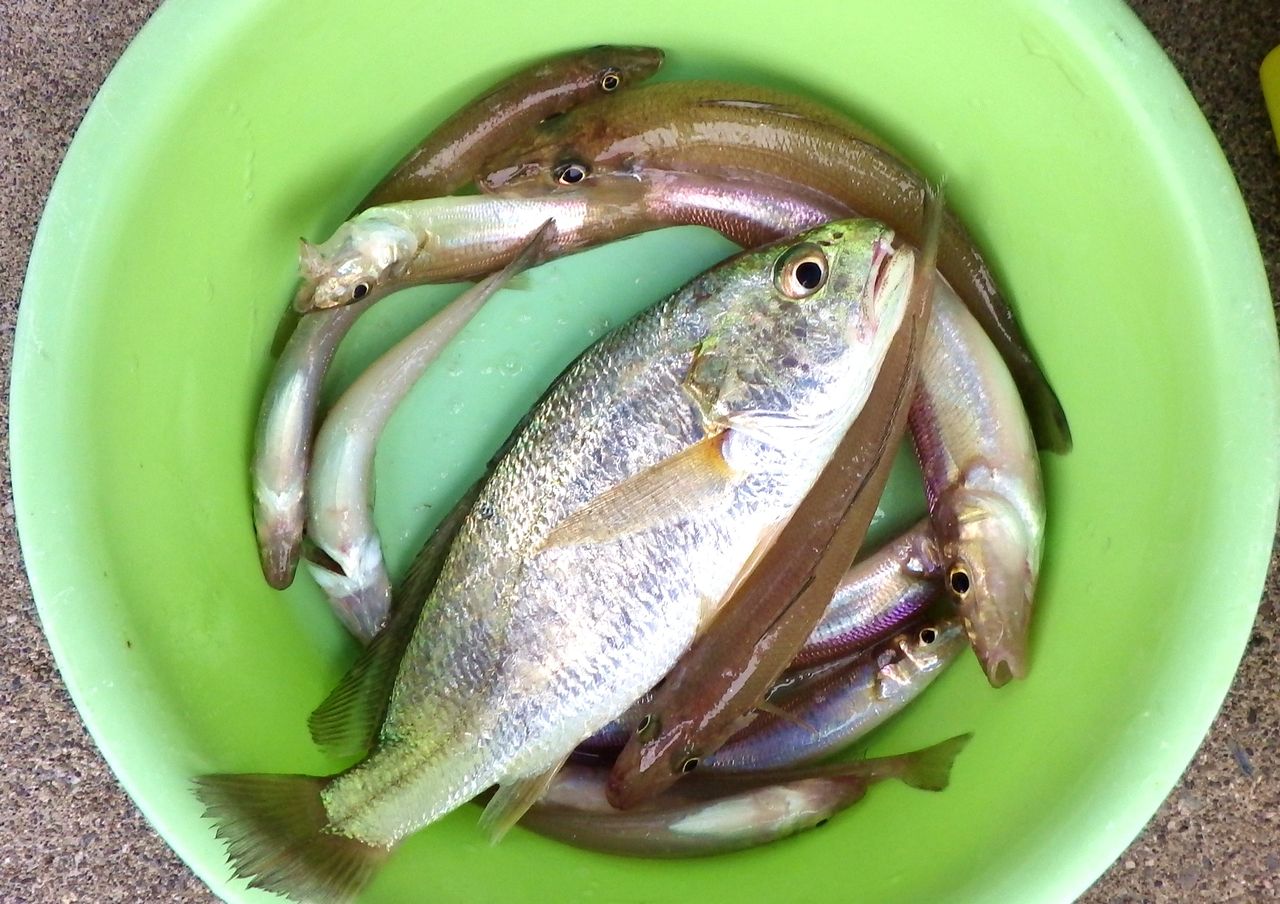 高知県産 アカメ 15cm 2匹