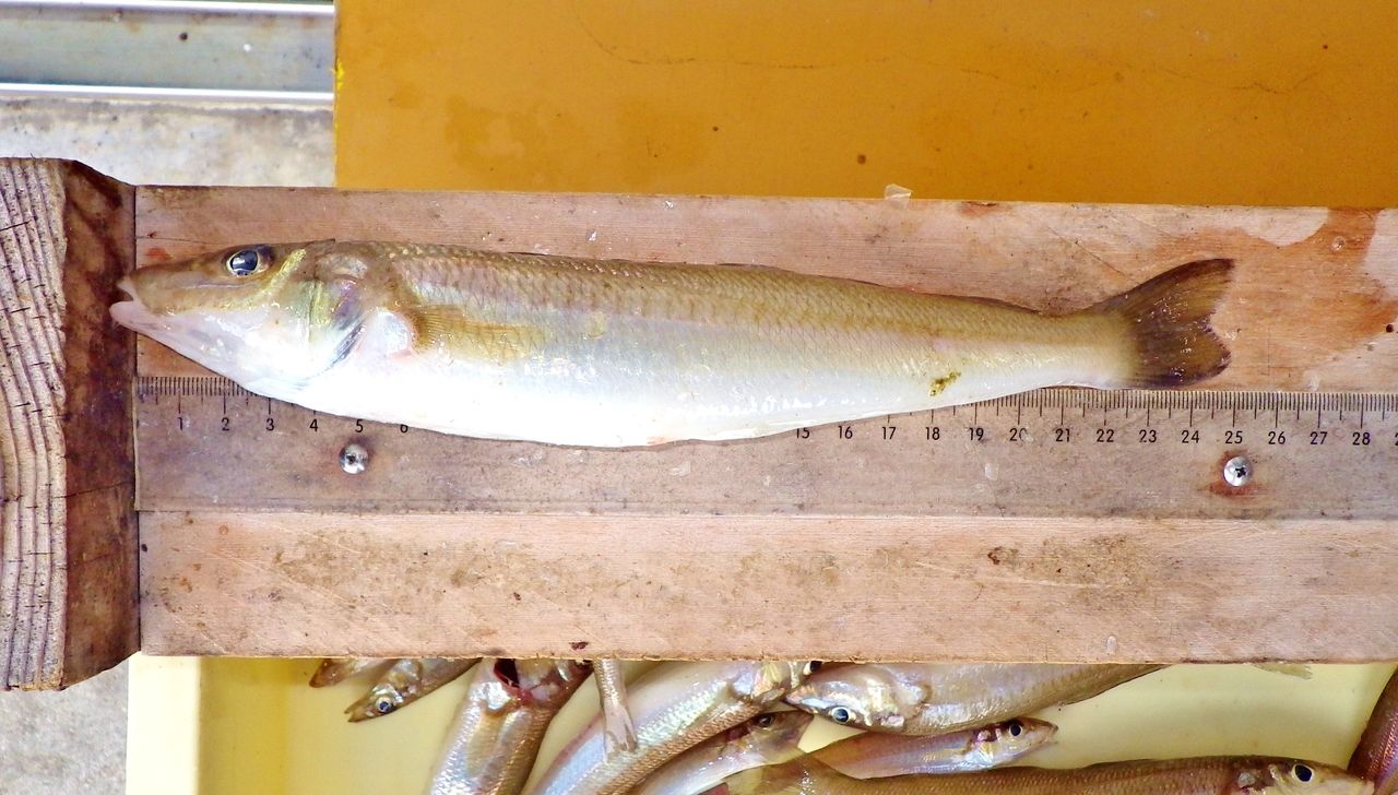 梅雨時期のキスはある意味狙い目 竹村貸舟店 高知県 浦ノ内湾 宇佐 須崎市横浪半島沖の船釣り 釣果情報 ブログ