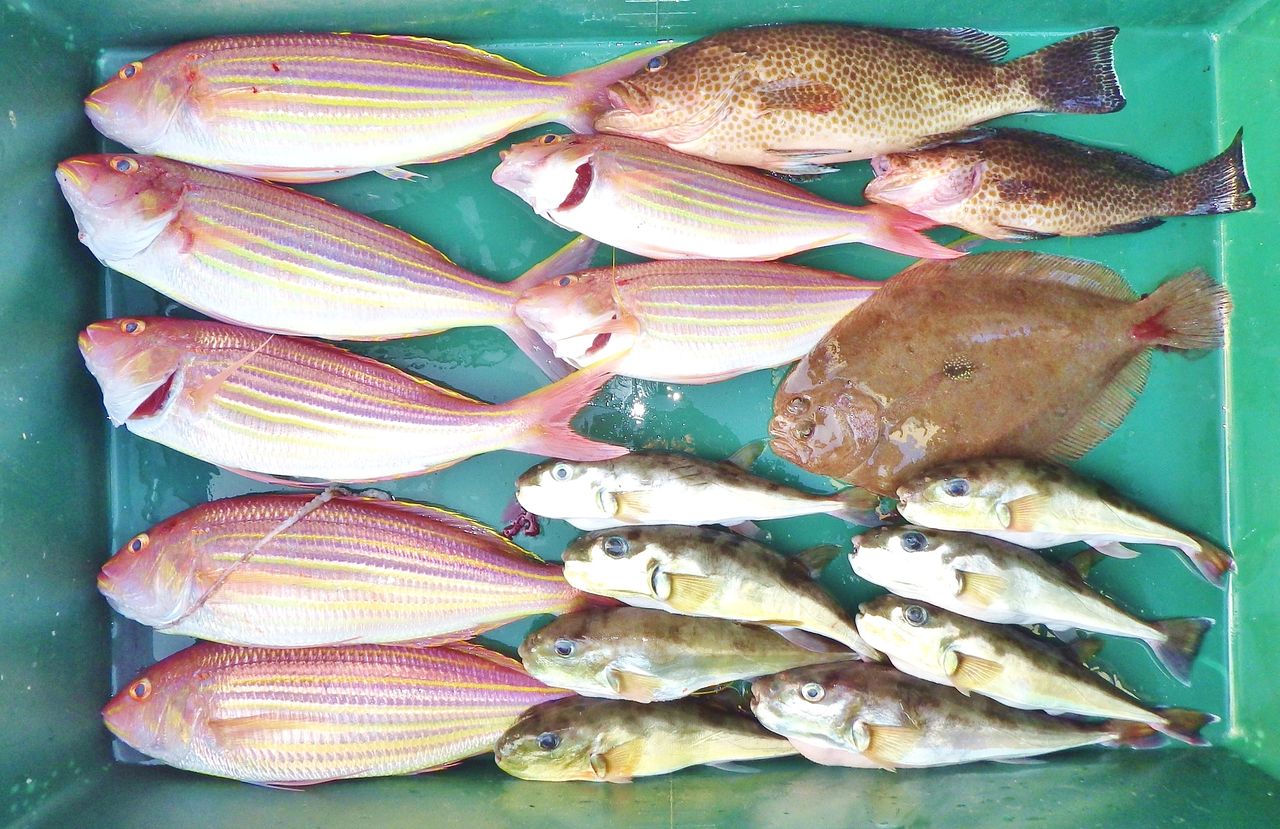 一匹24万円の魚 85cmの大物 2kgのハタ系 お正月用の真鯛 ヒラメなども 竹村貸舟店 高知県 浦ノ内湾 宇佐 須崎市横浪半島沖の船釣り 釣果情報 ブログ 一匹24万円の魚 85cmの大物 2kgのハタ系 お正月用の真鯛 ヒラメなども 竹村貸舟店 高知県 浦ノ内湾 宇佐 須崎市横浪半島沖の船釣り 釣果情報 ブログ