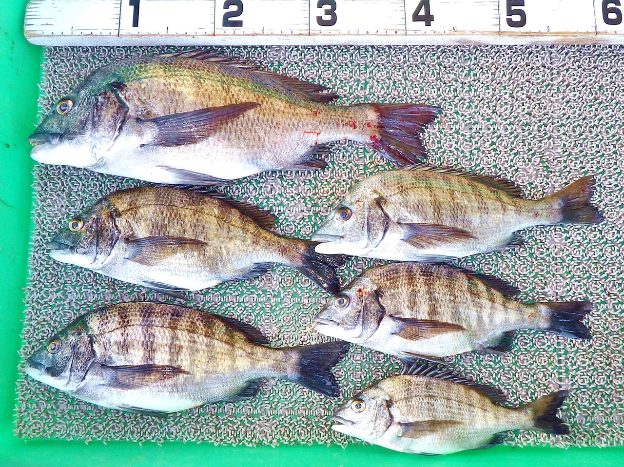 湾奥チヌ釣りカキでのっこみ黒鯛45cm 竹村貸舟店 高知県 浦ノ内湾 宇佐 須崎市横浪半島沖の船釣り 釣果情報 ブログ 湾奥チヌ釣りカキでのっこみ黒鯛45cm 竹村貸舟店 高知県 浦ノ内湾 宇佐 須崎市横浪半島沖の船釣り 釣果情報 ブログ