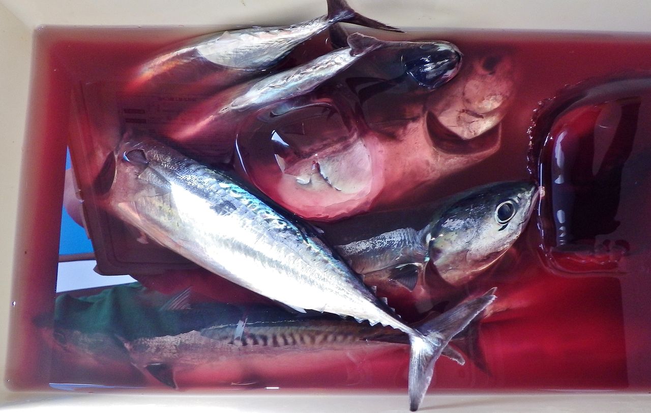 高知の夏はメジカ モチモチの食感にブシュカンが最高に合う 竹村貸舟店 高知県 浦ノ内湾 宇佐 須崎市横浪半島沖の船釣り 釣果情報 ブログ