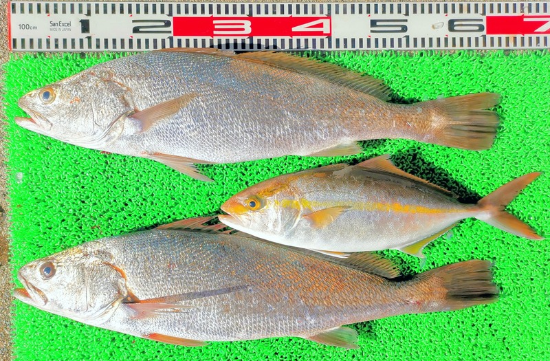 IMG_20241229_142414_edit_573896506792632