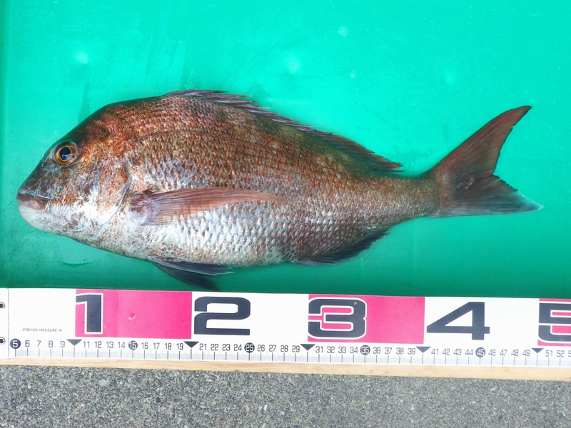 IMGP3592