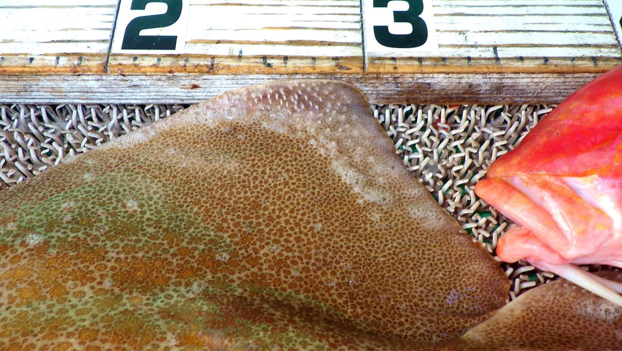 ヒラメ マダイ ブリ 天使のサメ 最高の釣り日和にジグ テンヤ 泳がせで良型続出 竹村貸舟店 高知県 浦ノ内湾 宇佐 須崎市横浪半島沖の船釣り 釣果情報 ブログ ヒラメ マダイ ブリ 天使のサメ 最高の釣り日和にジグ テンヤ 泳がせで良型続出 竹村貸舟店 高知県 浦ノ内湾 宇佐 須崎市横浪半島沖の船釣り 釣果情報 ブログ
