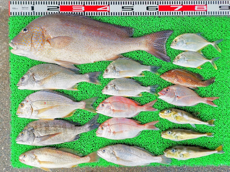 IMG_20251012_143552_edit_1762220280344640