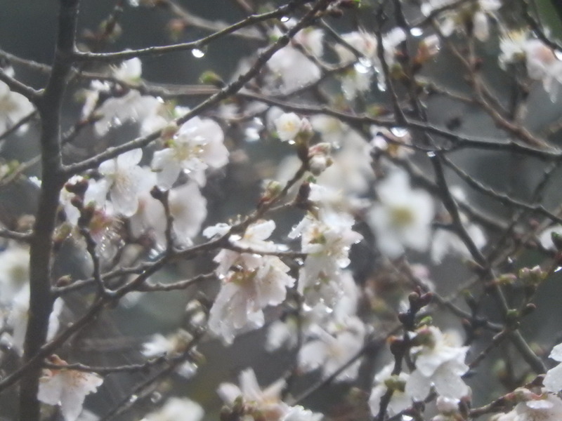 DSCN4944