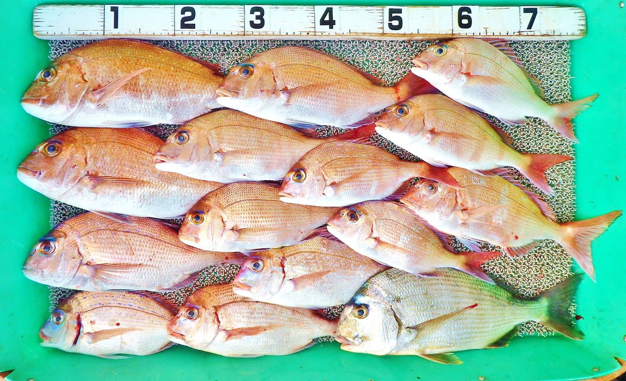 一匹24万円の魚 85cmの大物 2kgのハタ系 お正月用の真鯛 ヒラメなども 竹村貸舟店 高知県 浦ノ内湾 宇佐 須崎市横浪半島沖の船釣り 釣果情報 ブログ 一匹24万円の魚 85cmの大物 2kgのハタ系 お正月用の真鯛 ヒラメなども 竹村貸舟店 高知県 浦ノ内湾 宇佐 須崎市横浪半島沖の船釣り 釣果情報 ブログ