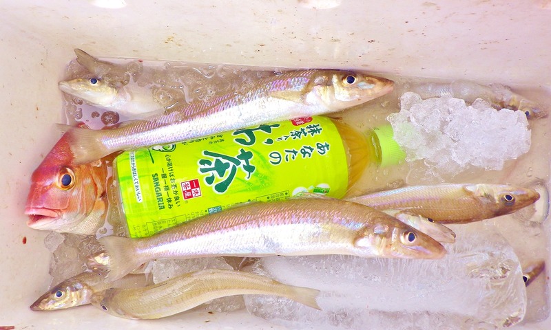 IMGP3541