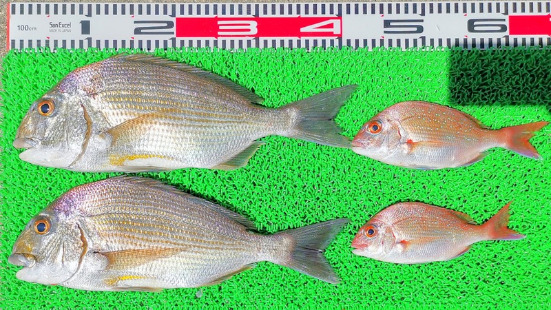 IMG_20240401_121620_edit_61197813237536