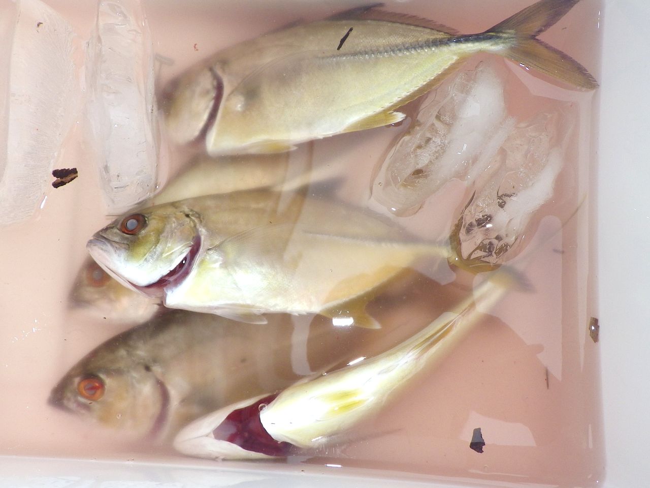 夏が旬 モッチリとした身に上品な甘味の高級魚マゴチ 竹村貸舟店 高知県 浦ノ内湾 宇佐 須崎市横浪半島沖の船釣り 釣果情報 ブログ