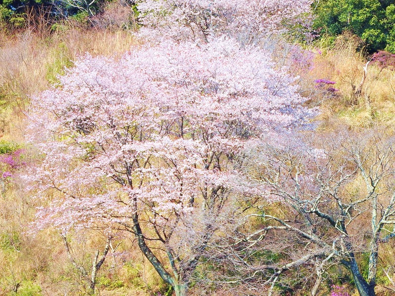 DSCN5589