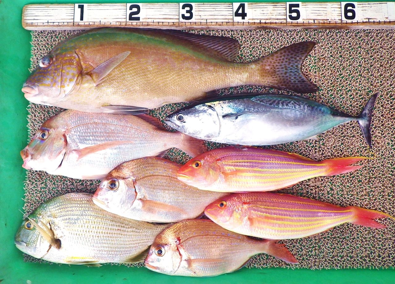 アジの泳がせ釣りでオオニベ ジグでスマガツオ 湾内ではチヌ エバ ヒラメなど 竹村貸舟店 高知県 浦ノ内湾 宇佐 須崎市横浪半島沖の船釣り 釣果情報 ブログ