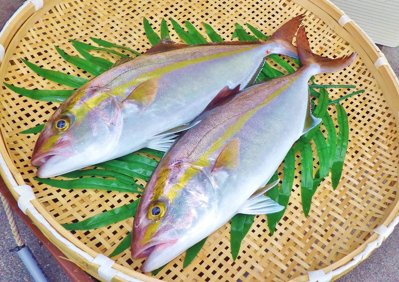 アジを釣って泳がせ釣りでネイリやオオニベ 大物のバラシも10回ほど 竹村貸舟店 高知県 浦ノ内湾 宇佐 須崎市横浪半島沖の船釣り 釣果情報 ブログ