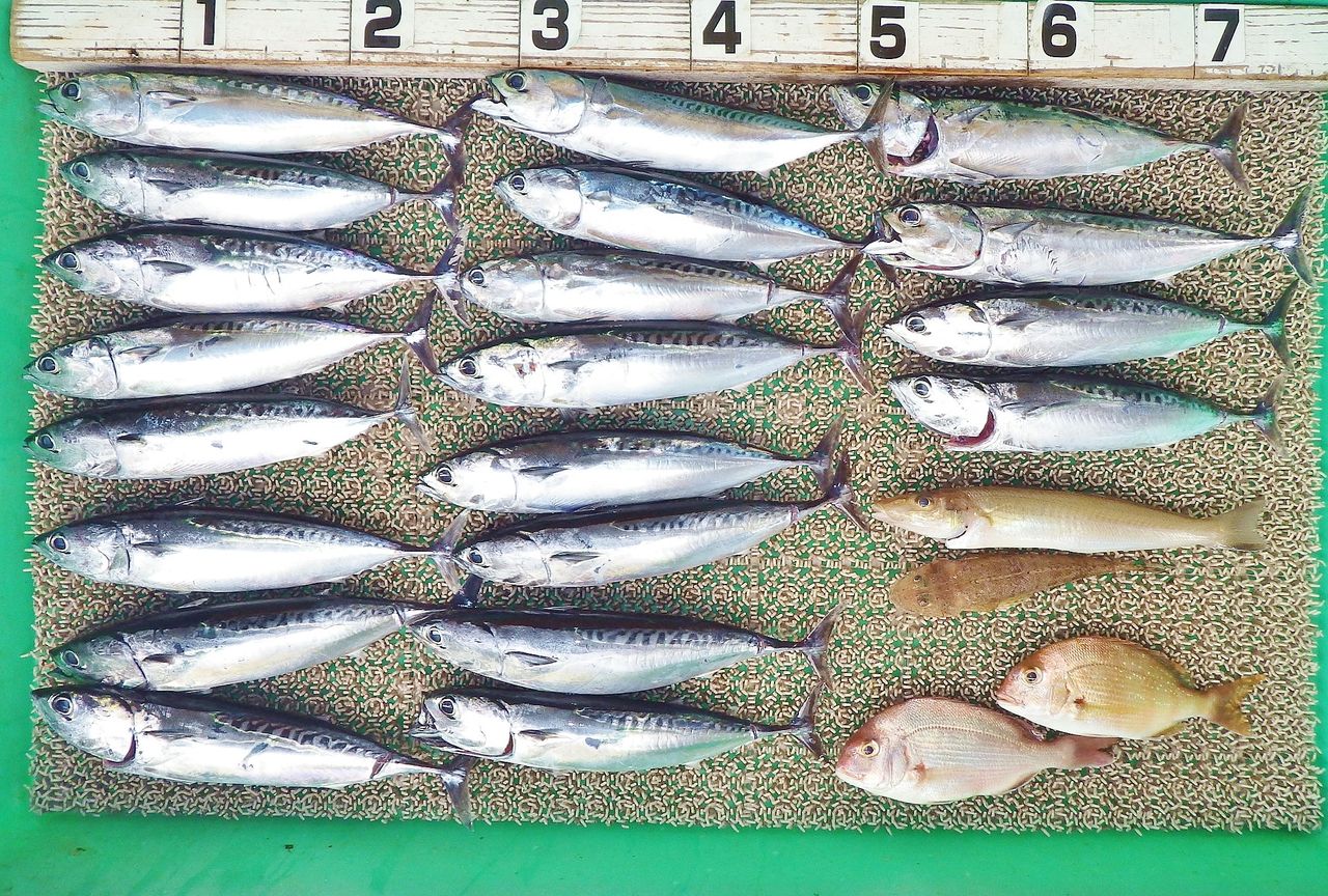 浦ノ内湾内サビキ釣りでローソクメジカの新子祭り 竹村貸舟店 高知県 浦ノ内湾 宇佐 須崎市横浪半島沖の船釣り 釣果情報 ブログ