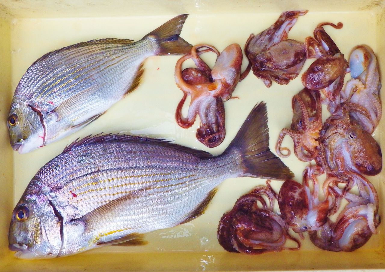タコ釣りではイイダコ9匹 竹村貸舟店 高知県 浦ノ内湾 宇佐 須崎市横浪半島沖の船釣り 釣果情報 ブログ タコ釣りではイイダコ9匹 竹村貸舟店 高知県 浦ノ内湾 宇佐 須崎市横浪半島沖の船釣り 釣果情報 ブログ