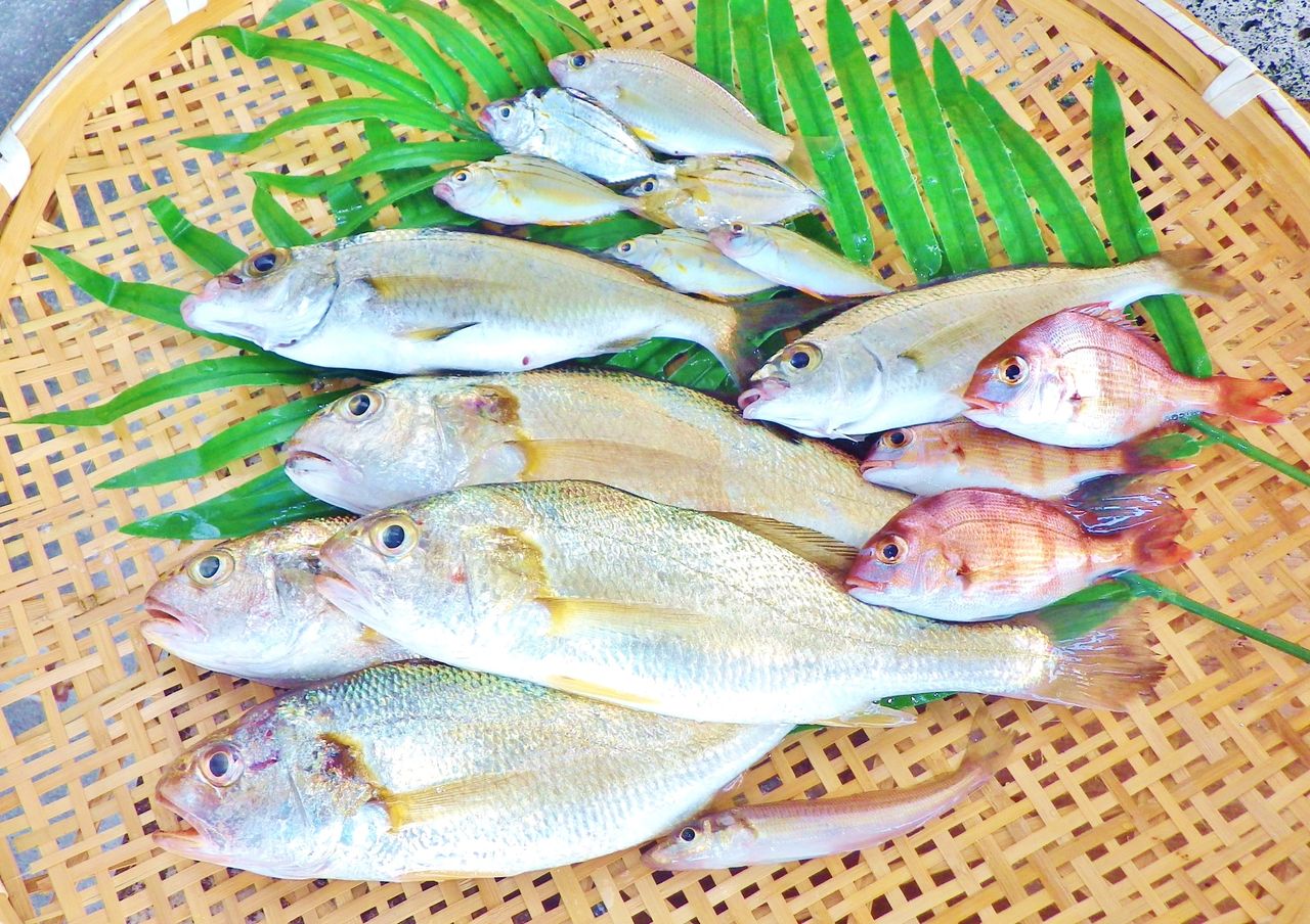 ニロギは丸ごと唐揚げ南蛮で食べると骨までバリバリ絶品おつまみに ヒイラギ 竹村貸舟店 高知県 浦ノ内湾 宇佐 須崎市横浪半島沖の船釣り 釣果情報 ブログ ニロギは丸ごと唐揚げ南蛮で食べると骨までバリバリ絶品おつまみに ヒイラギ 竹村貸舟店 高知県 浦ノ内湾 宇佐 須崎市横浪半島沖の船釣り 釣果情報 ブログ