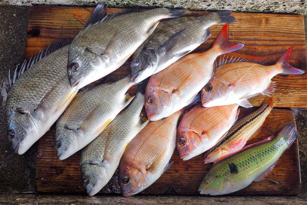 キビレ マダイ クロダイ キュウセンベラ 竹村貸舟店 高知県 浦ノ内湾 宇佐 須崎市横浪半島沖の船釣り 釣果情報 ブログ