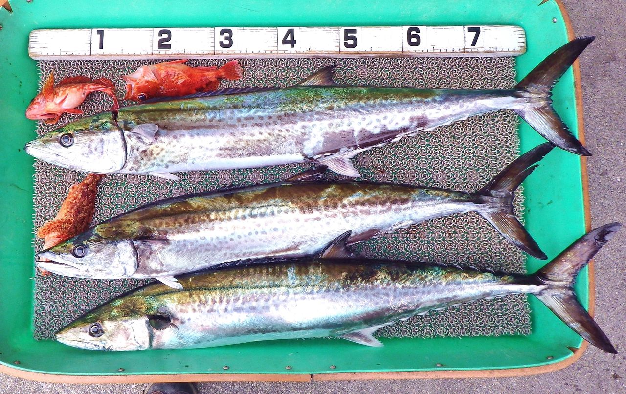 キャスティングで春が旬の魚 良型サワラ 鰆 最大3 3kg 竹村貸舟店 高知県 浦ノ内湾 宇佐 須崎市横浪半島沖の船釣り 釣果情報 ブログ
