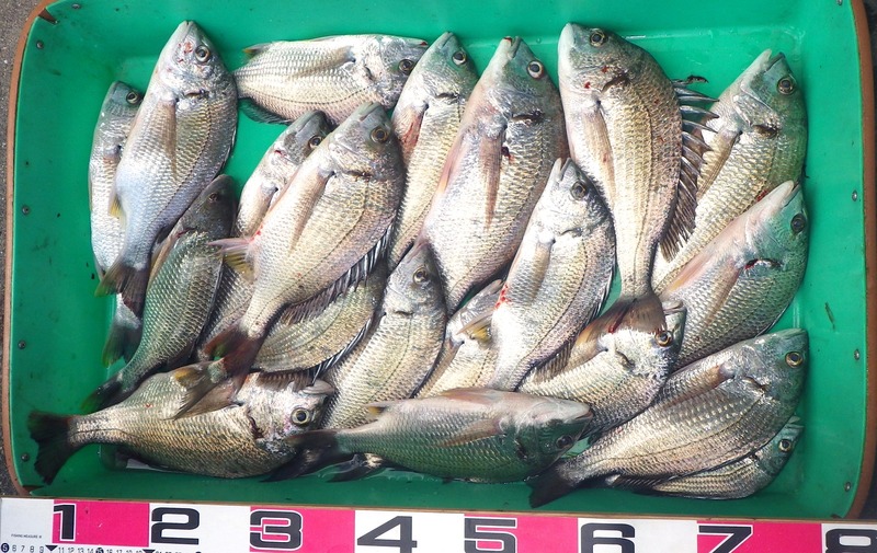 IMGP4555