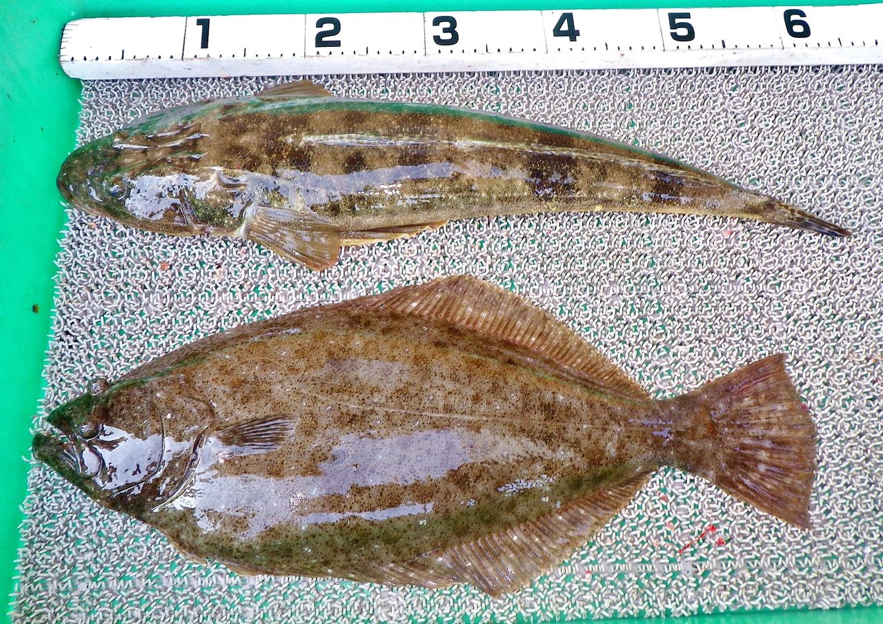 初めての泳がせ釣りで良型ヒラメとデカマゴチ 竹村貸舟店 高知県 浦ノ内湾 宇佐 須崎市横浪半島沖の船釣り 釣果情報 ブログ