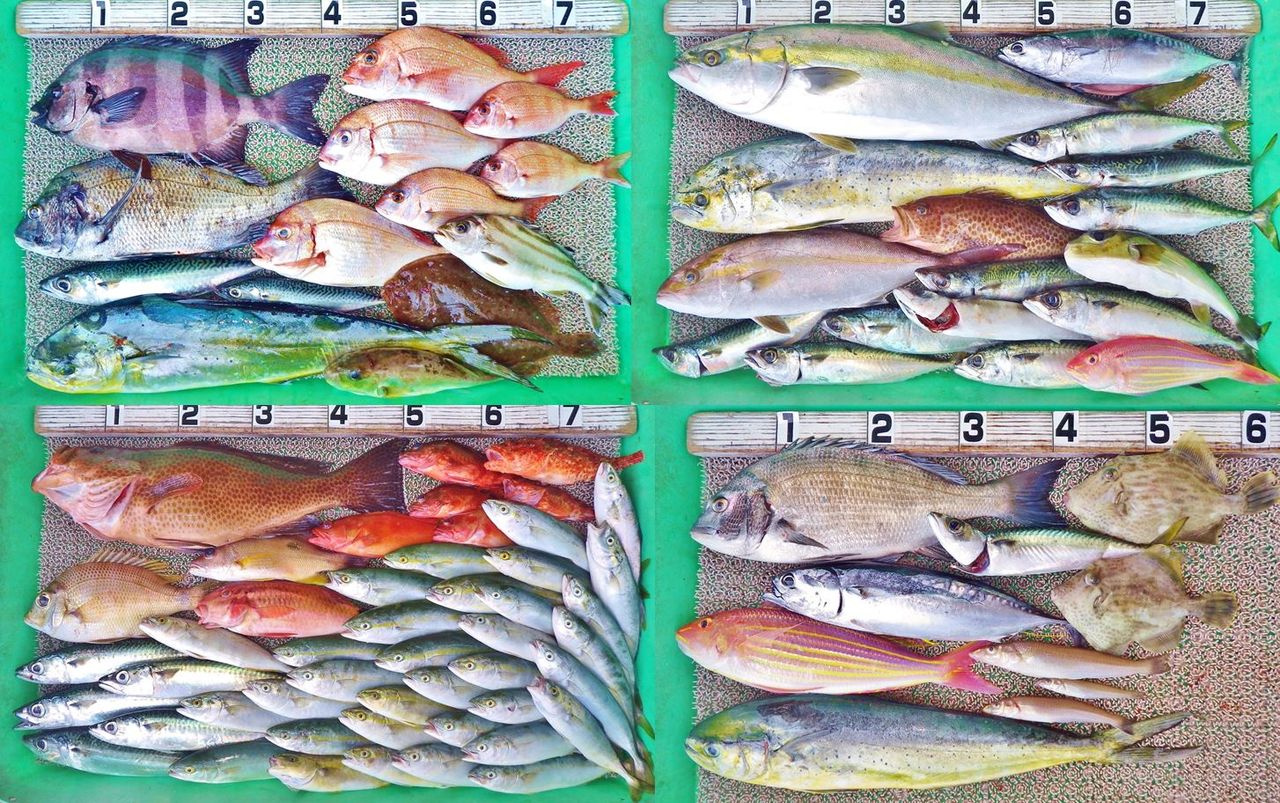 久々の沖は青物祭りでメジロ ネイリ ワカナ シイラ サバ メジカなど テンヤではイシダイ クロダイ オオモンハタなども 竹村貸舟店 高知県 浦ノ内湾 宇佐 須崎市横浪半島沖の船釣り 釣果情報 ブログ