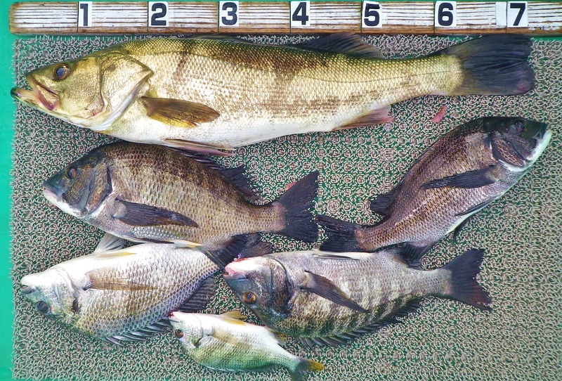 IMGP3957