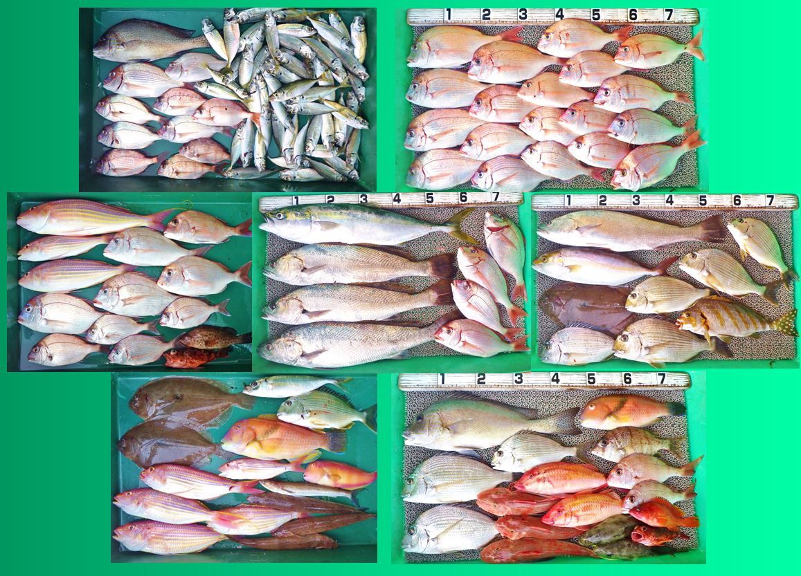 活きエビでタイやネイリ アジの泳がせ釣りではメジロにオオニベ 竹村貸舟店 高知県 浦ノ内湾 宇佐 須崎市横浪半島沖の船釣り 釣果情報 ブログ