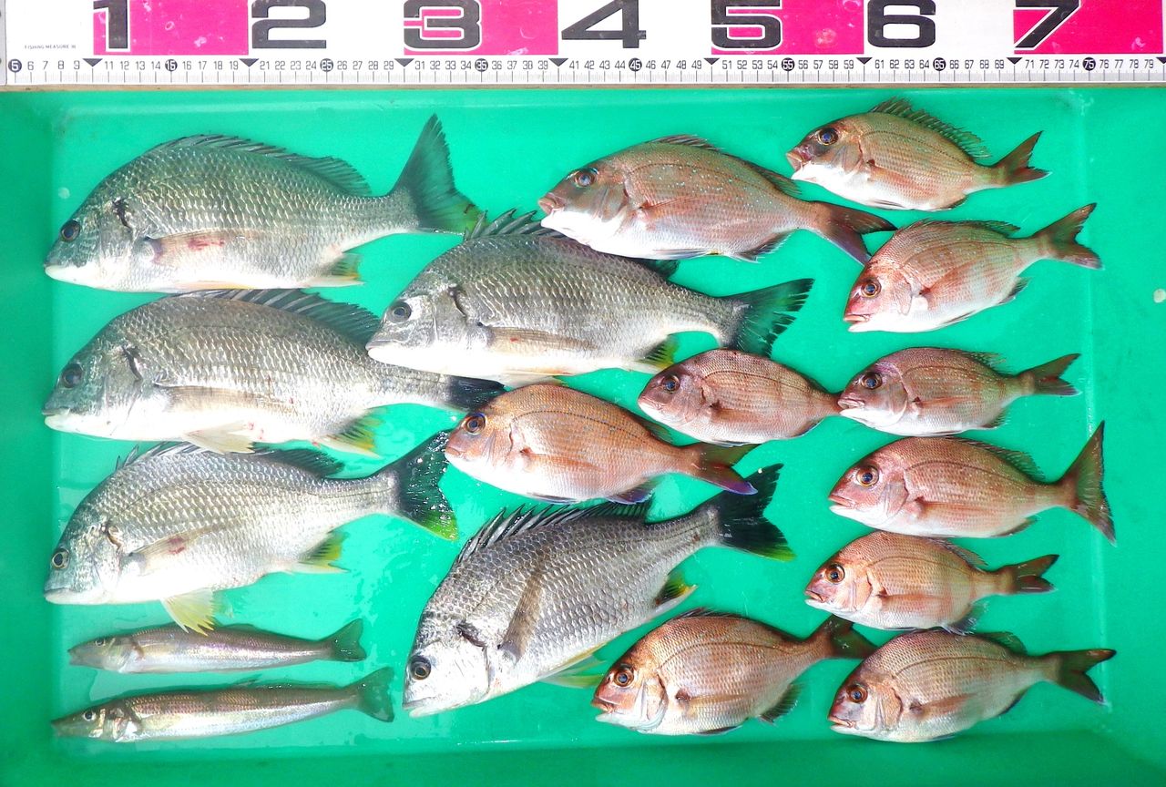 湾内の真鯛黒鯛釣りの外道にキス混じる 竹村貸舟店 高知県 浦ノ内湾 宇佐 須崎市横浪半島沖の船釣り 釣果情報 ブログ 湾内の真鯛黒鯛釣りの外道にキス混じる 竹村貸舟店 高知県 浦ノ内湾 宇佐 須崎市横浪半島沖の船釣り 釣果情報 ブログ