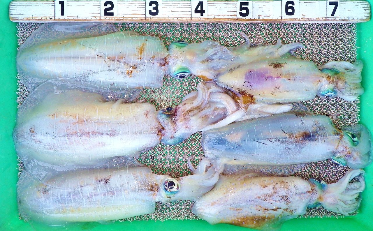 アジの泳がせ釣りでアオリイカ6匹合計7 2kg 竹村貸舟店 高知県 浦ノ内湾 宇佐 須崎市横浪半島沖の船釣り 釣果情報 ブログ