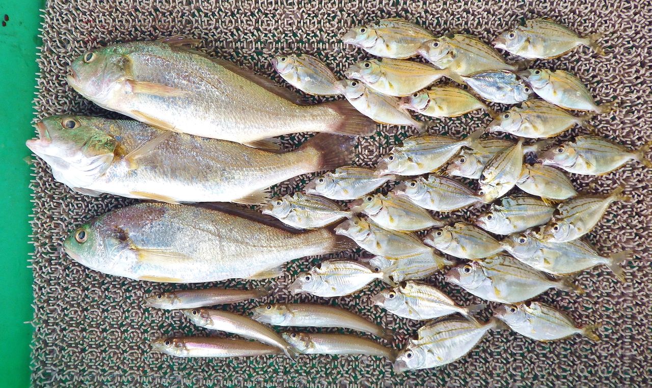 湾内でついにロクマル真鯛出たー 竹村貸舟店 高知県 浦ノ内湾 宇佐 須崎市横浪半島沖の船釣り 釣果情報 ブログ 湾内でついにロクマル真鯛出たー 竹村貸舟店 高知県 浦ノ内湾 宇佐 須崎市横浪半島沖の船釣り 釣果情報 ブログ