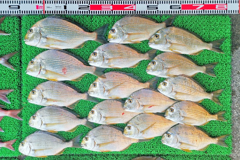 IMG_20251127_144223_edit_2734924344609757