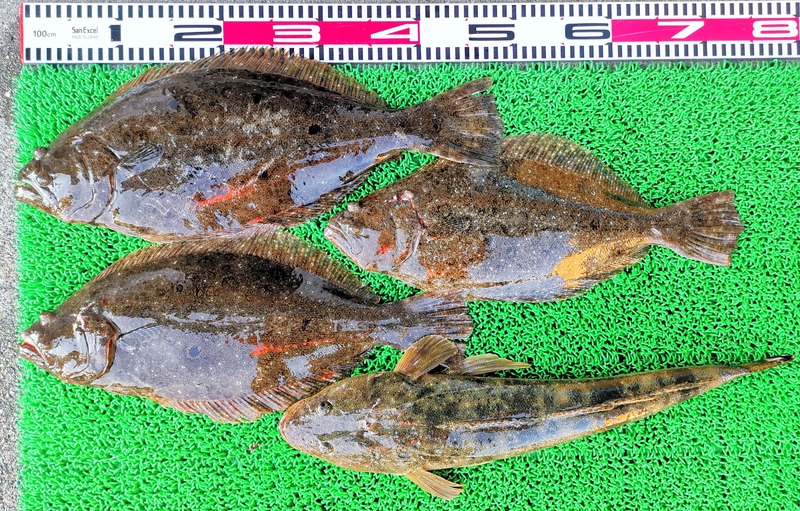 IMG_20260201_160002_edit_272419089771971