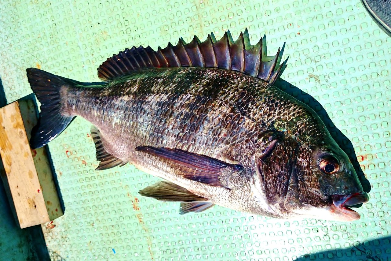 沖ではサビキ釣りでアジやイサキ ハイカラ釣りではノッコミ黒鯛 湾内では良型キスも 竹村貸舟店 高知県 浦ノ内湾 宇佐 須崎市横浪半島沖の船釣り 釣果情報 ブログ