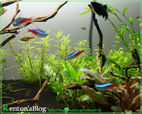 かるーく かるーく トリミングしました ちょっとだけね Renton S Aquariumblog かるーく かるーく トリミングしました ちょっとだけね Renton S Aquariumblog