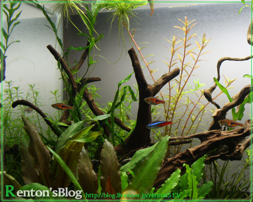 かるーく かるーく トリミングしました ちょっとだけね Renton S Aquariumblog かるーく かるーく トリミングしました ちょっとだけね Renton S Aquariumblog