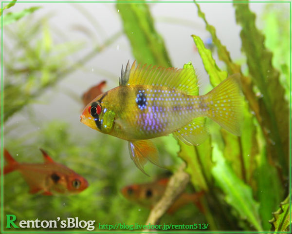 ラミレジィの目が好きなんです Fwf ここの縦線ね Renton S Aquariumblog