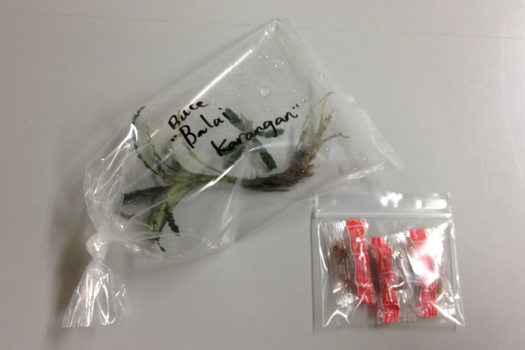 水草 Bucephalandra sp. \"Balai karangan\" Blue Bucephalandra - Buy, Photo, Views, Description