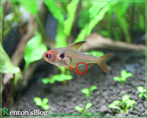 白点病の途中経過と新しい生体 Renton S Aquariumblog