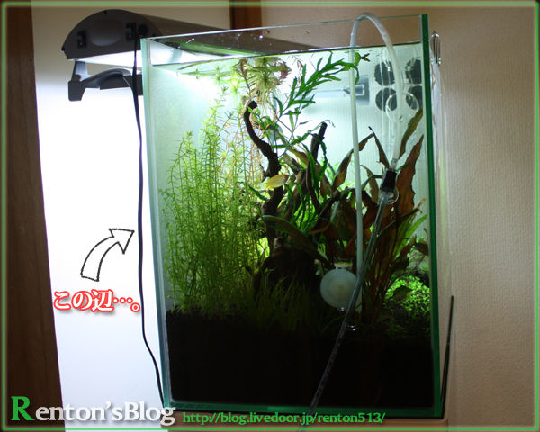 ちょっとだけトリミングしたった W コダカラソウ Renton S Aquariumblog