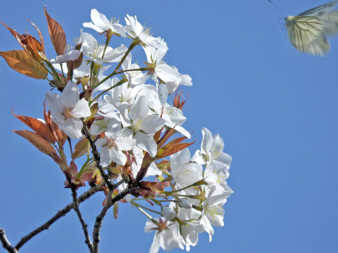 あしひきの山桜花日並べて 日々これ楽写