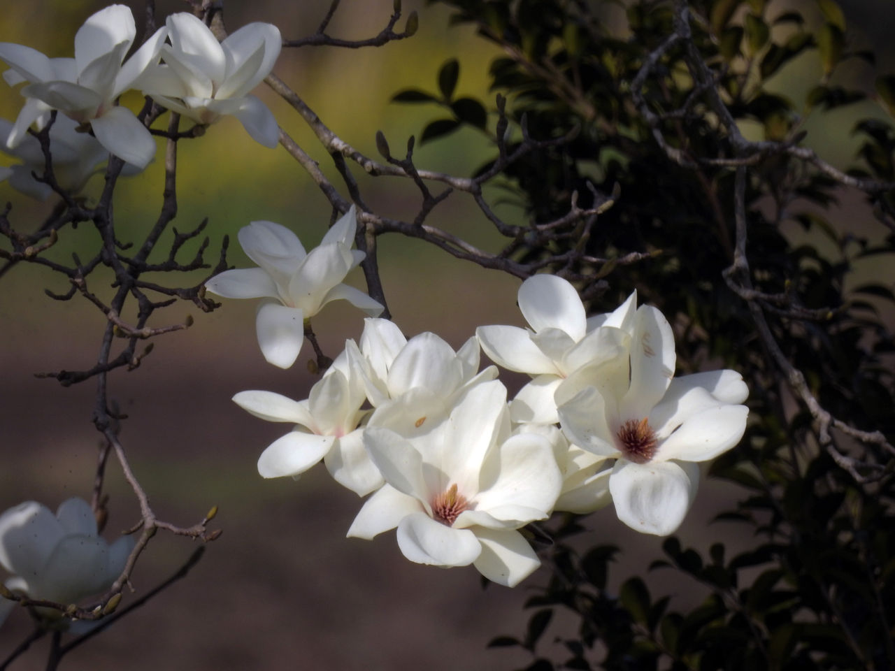 木蓮 とこぶし の 花 の 違い