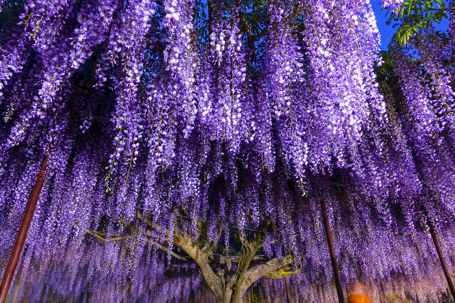 18 05 04 白毫寺の夜藤の花 Reoの写真館