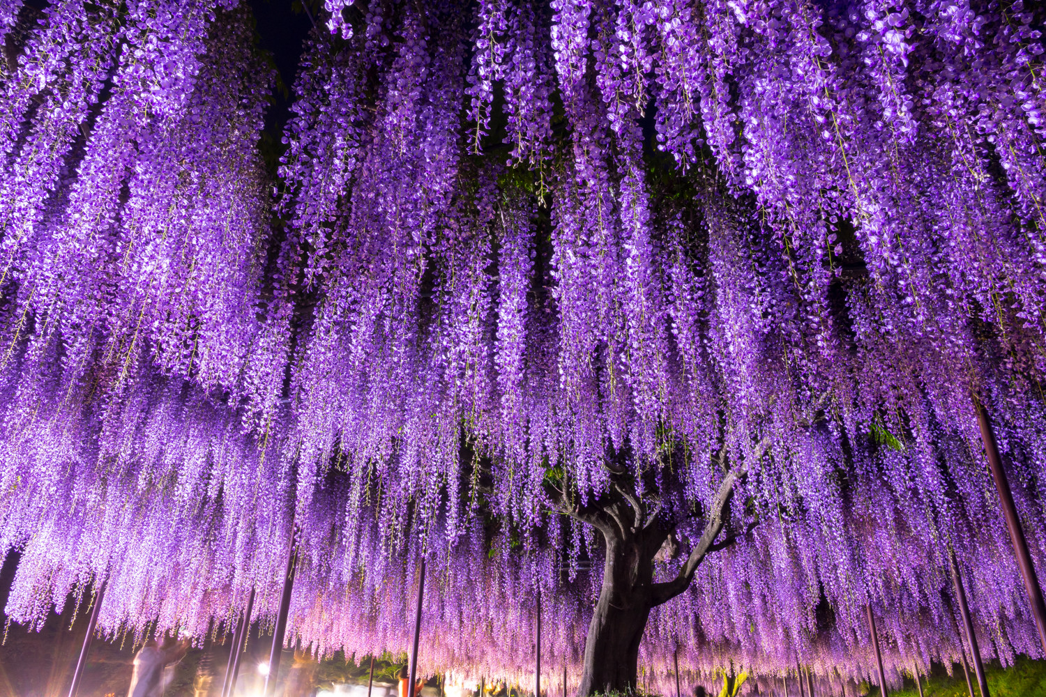 Images Of 藤 Japaneseclass Jp