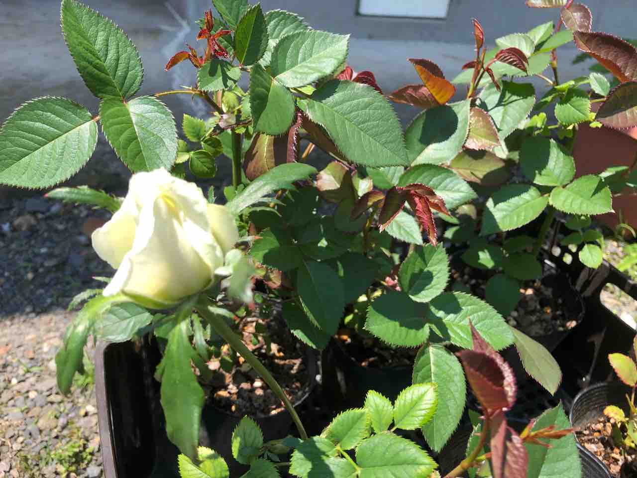 今年挿木成功した白薔薇開花直前 これからのブログ 今年挿木成功した白薔薇開花直前 これからのブログ
