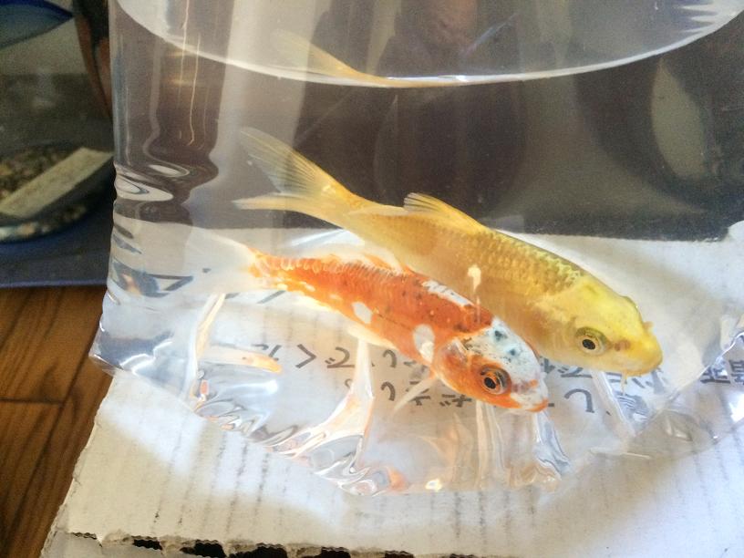 錦鯉 これからのブログ