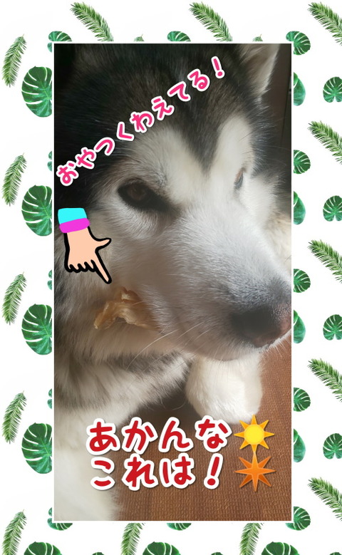 CollageMaker_20200518_150433835