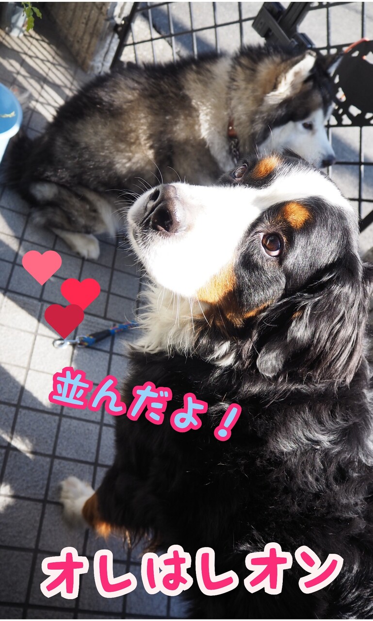 大型犬のファン様だよ バーニーズマウンテンドッグ オレはレオン 大型犬のファン様だよ バーニーズマウンテンドッグ オレはレオン