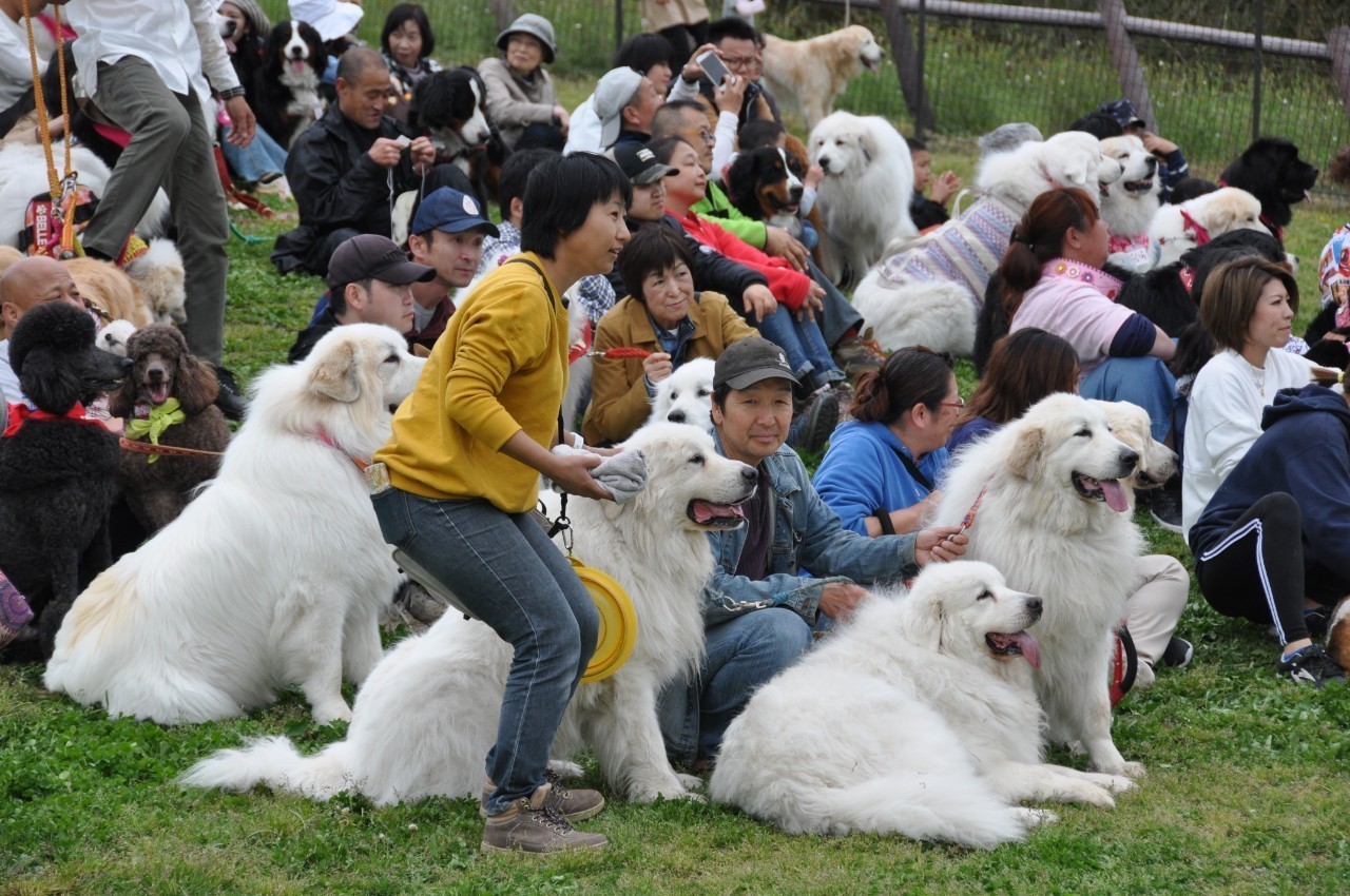 超大型犬119頭集合集大成 バーニーズマウンテンドッグ オレはレオン 超大型犬119頭集合集大成 バーニーズマウンテンドッグ オレはレオン