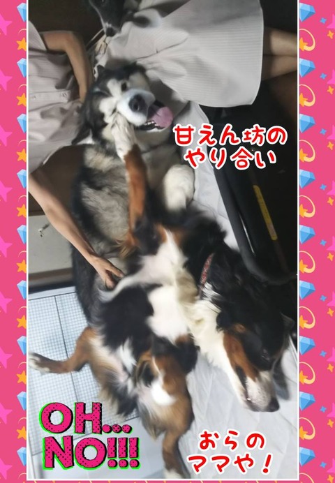 CollageMaker_20190811_050526399