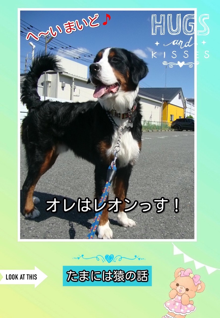 バーニーズマウンテンドッグ オレはレオン
